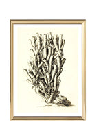 Caryophyllia antophyllum