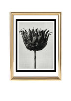Centaurea Ruthenica (Star Thistle)