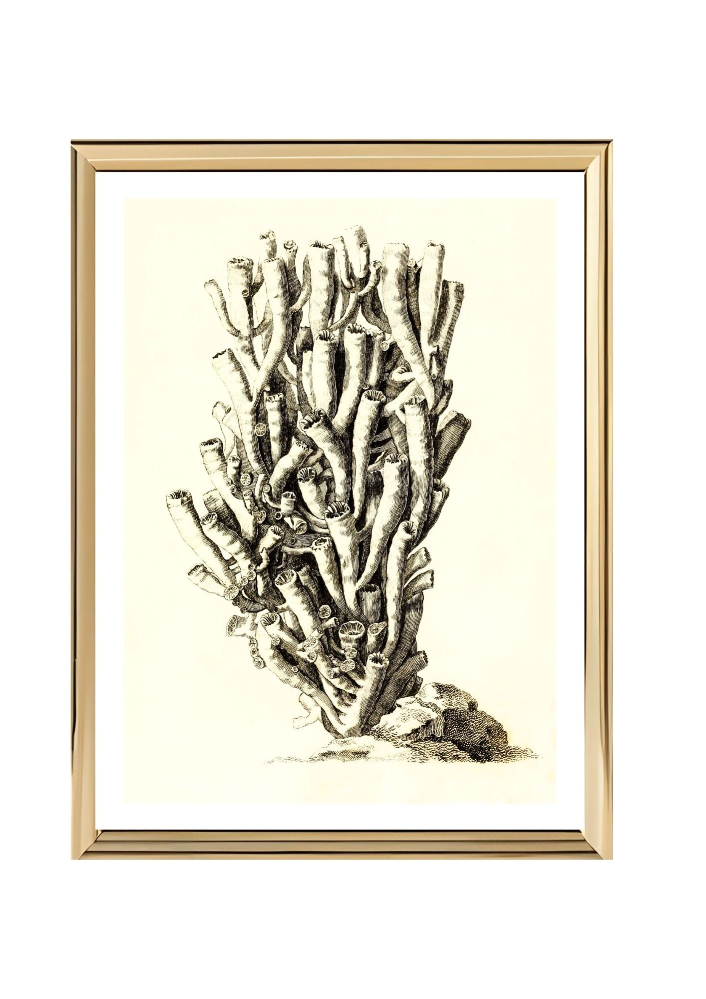 Caryophyllia antophyllum