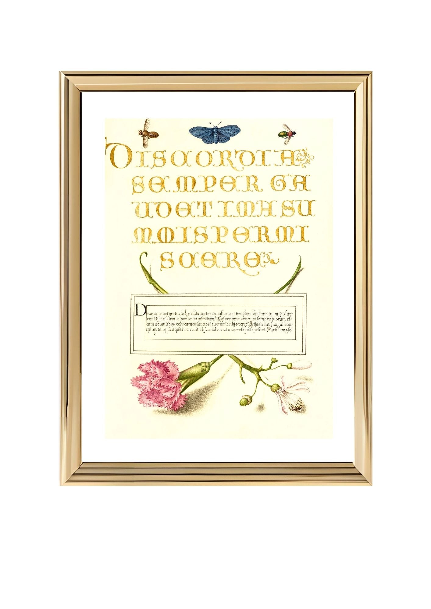 Insects, Carnation, and Judas Tree