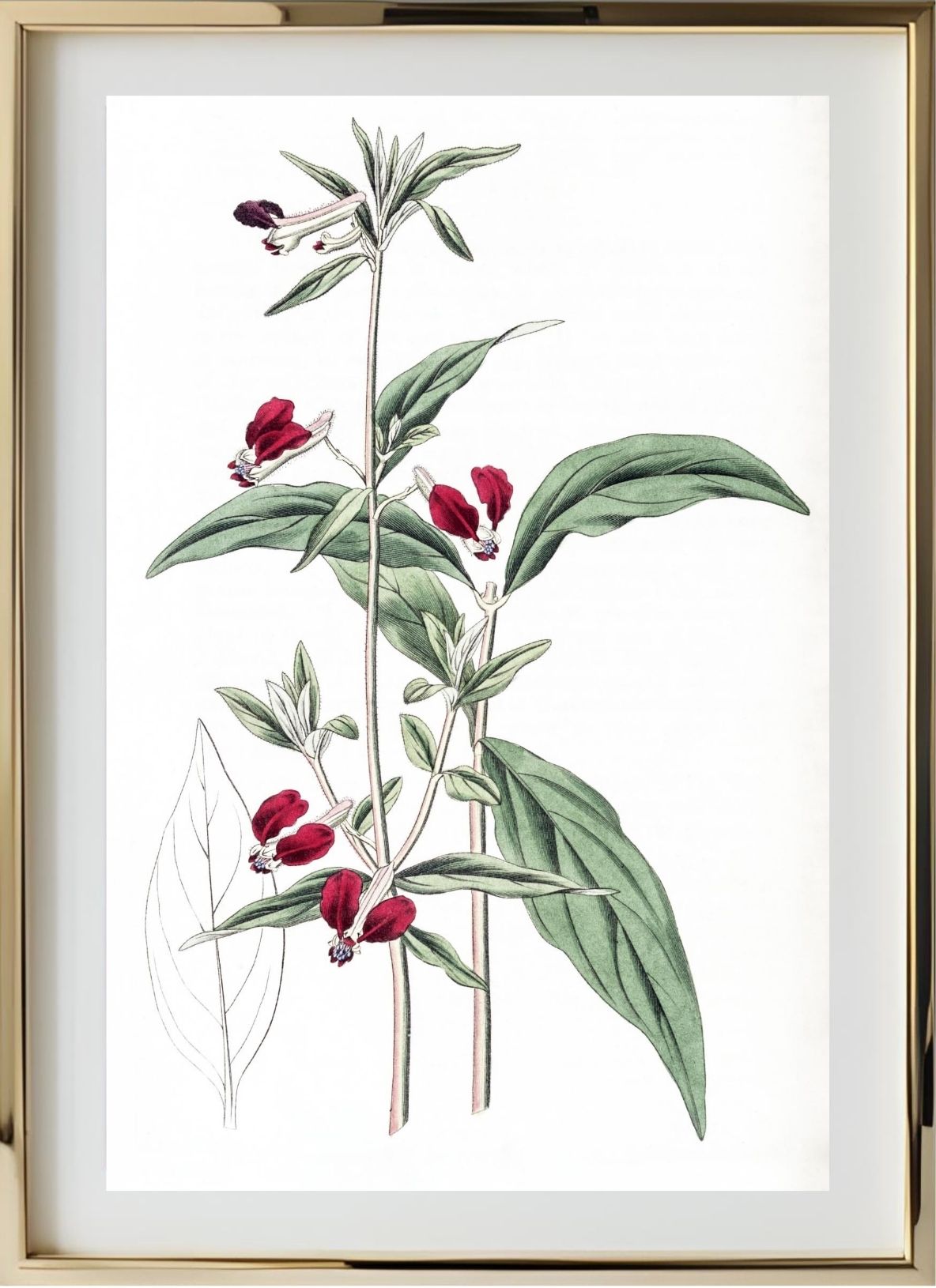 Mexican Two-Petalled Cuphea