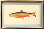 The Sunapee Trout (Adult Male) Salvelinus-Aureolus