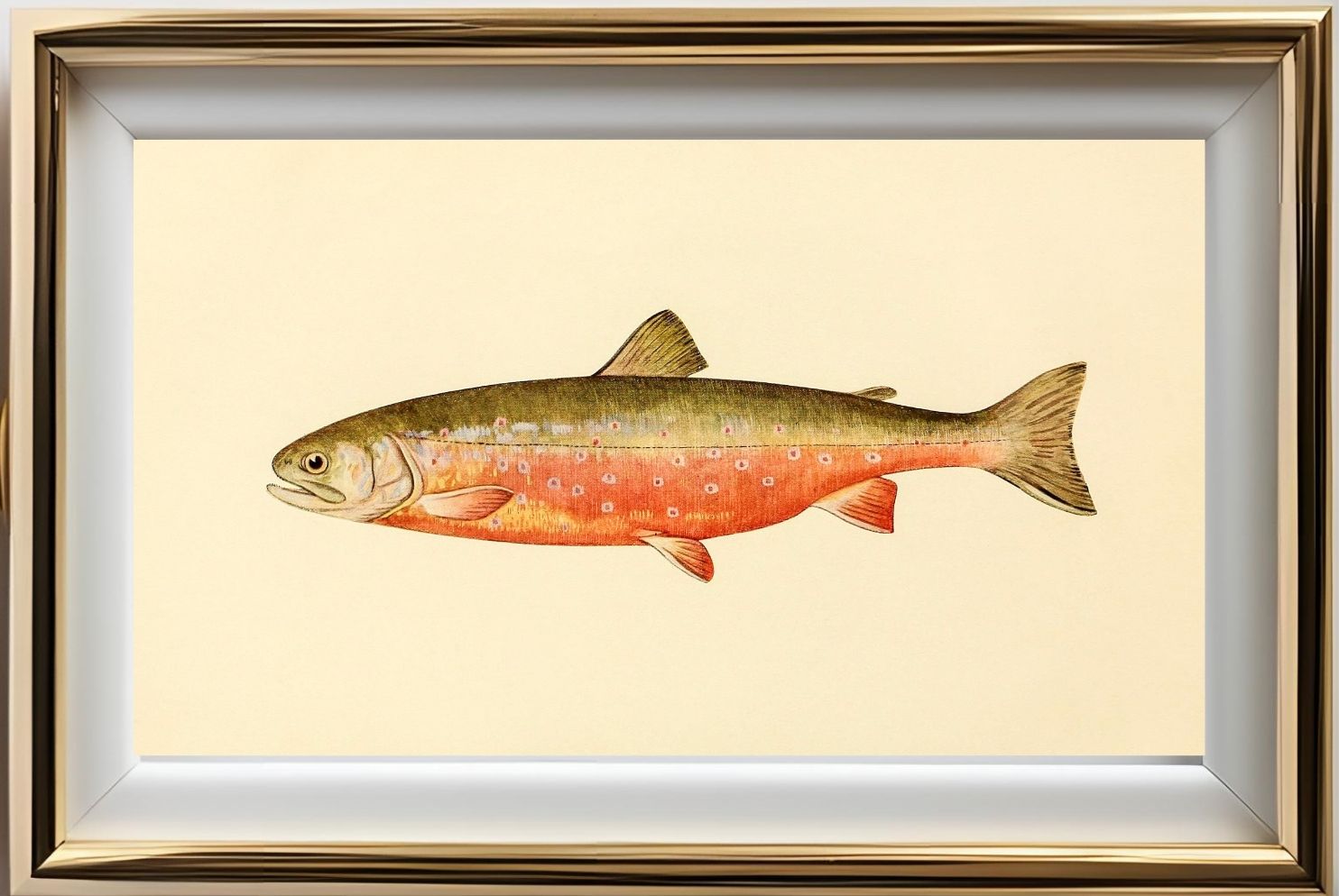 The Sunapee Trout (Adult Male) Salvelinus-Aureolus