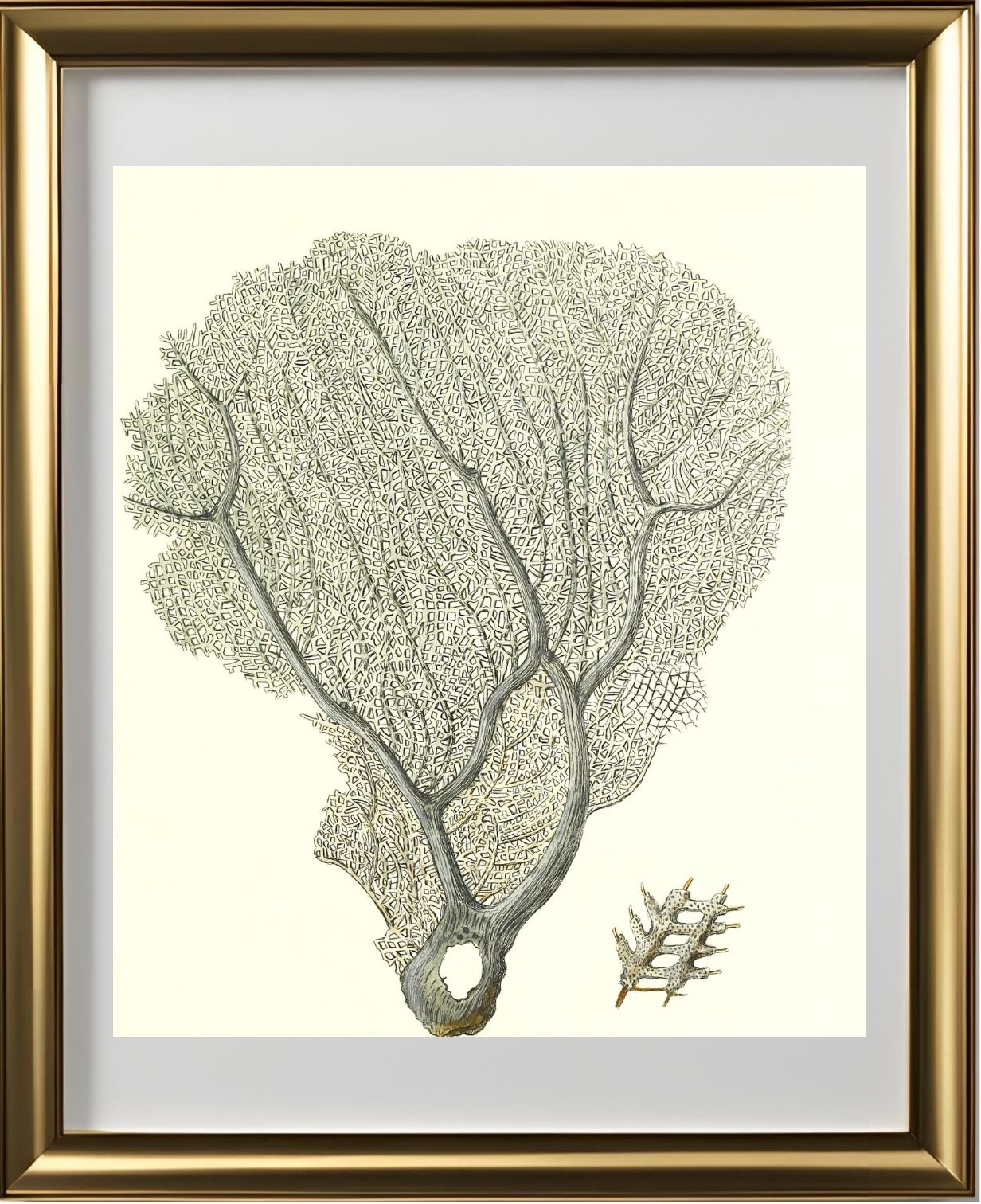 Gorgonia flabellum