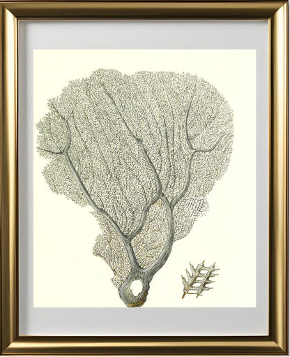 Gorgonia flabellum