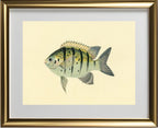 Chaetodon Tyrwhitti