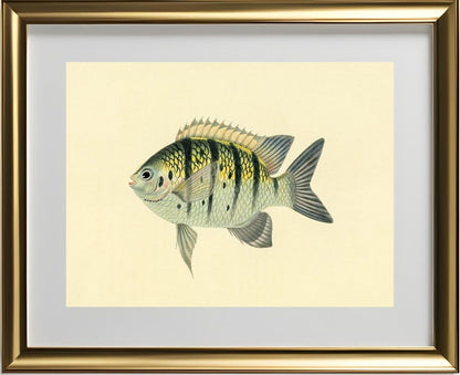 Chaetodon Tyrwhitti
