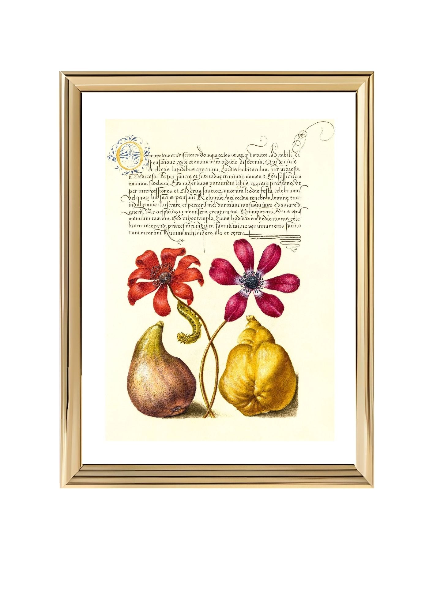 Poppy Anemones, Caterpillar, Fig, and Quince