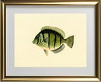 Acanthurus Hirudo