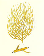 Gorgonia acerofa