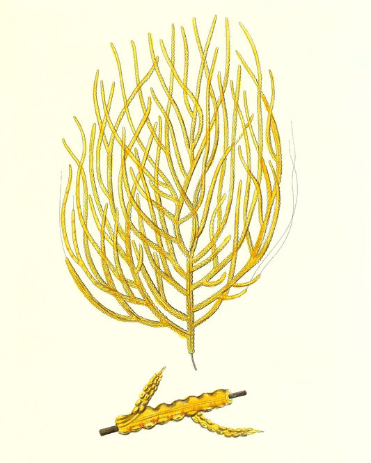 Gorgonia acerofa
