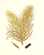 Gorgonia acerofa 2
