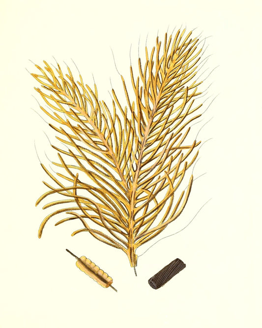Gorgonia acerofa 2