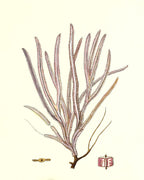 Gorgonia anceps