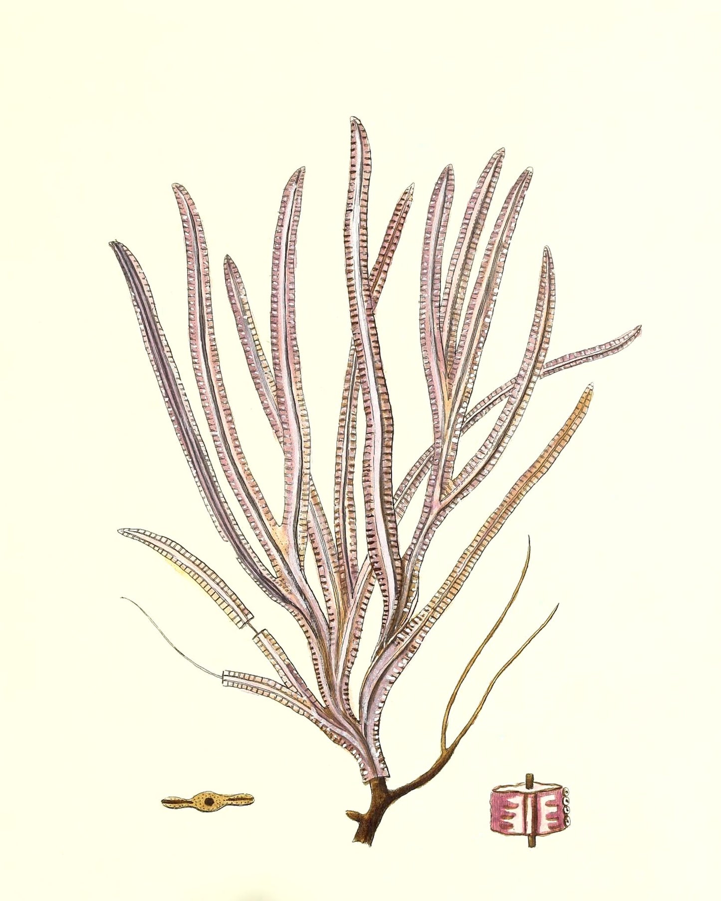 Gorgonia anceps