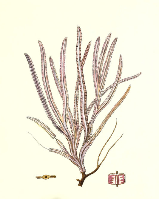 Gorgonia anceps