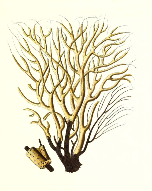 Gorgonia antipathes