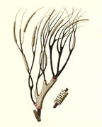 Gorgonia antipathes 2