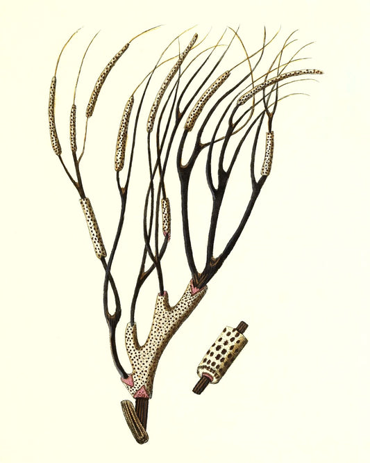 Gorgonia antipathes 2