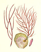 Gorgonia ceratophyta