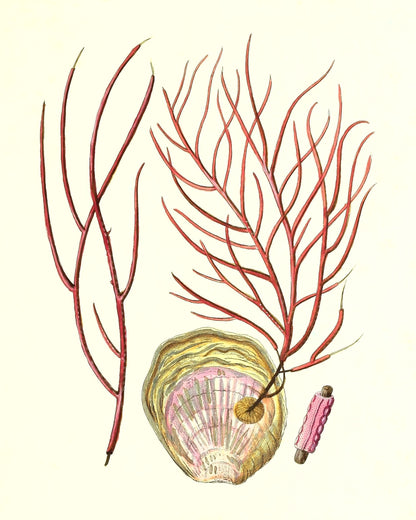 Gorgonia ceratophyta