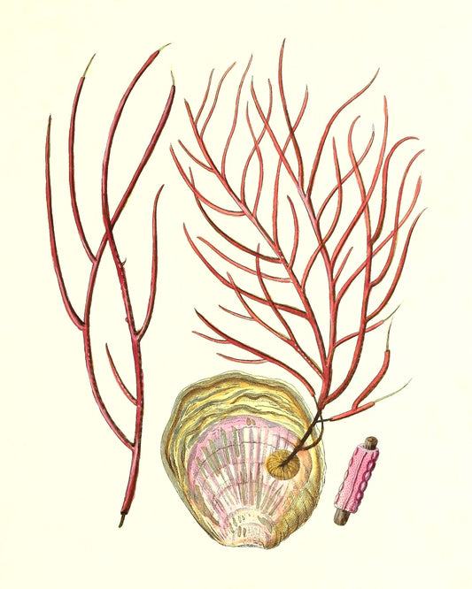 Gorgonia ceratophyta