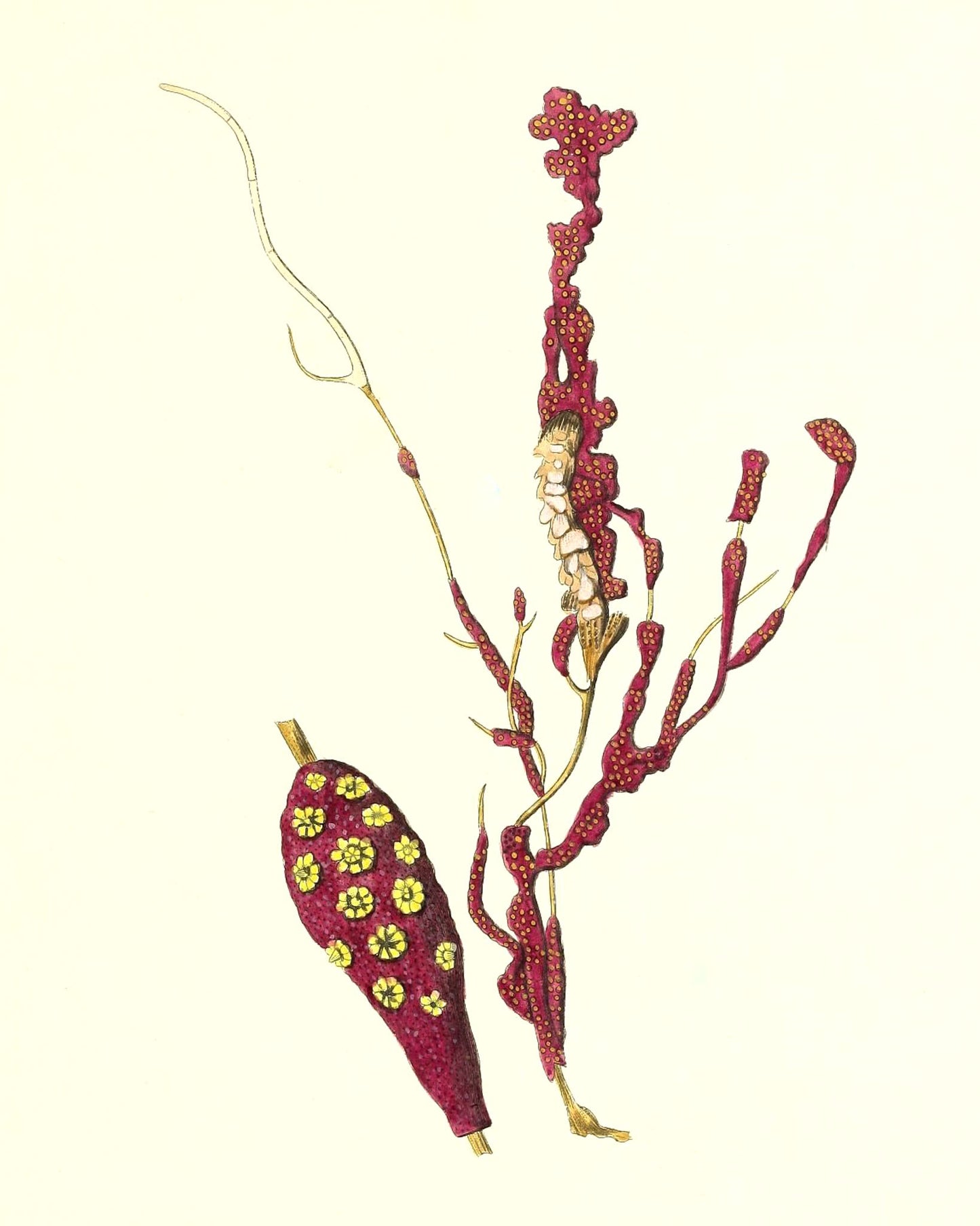 Gorgonia coralloides