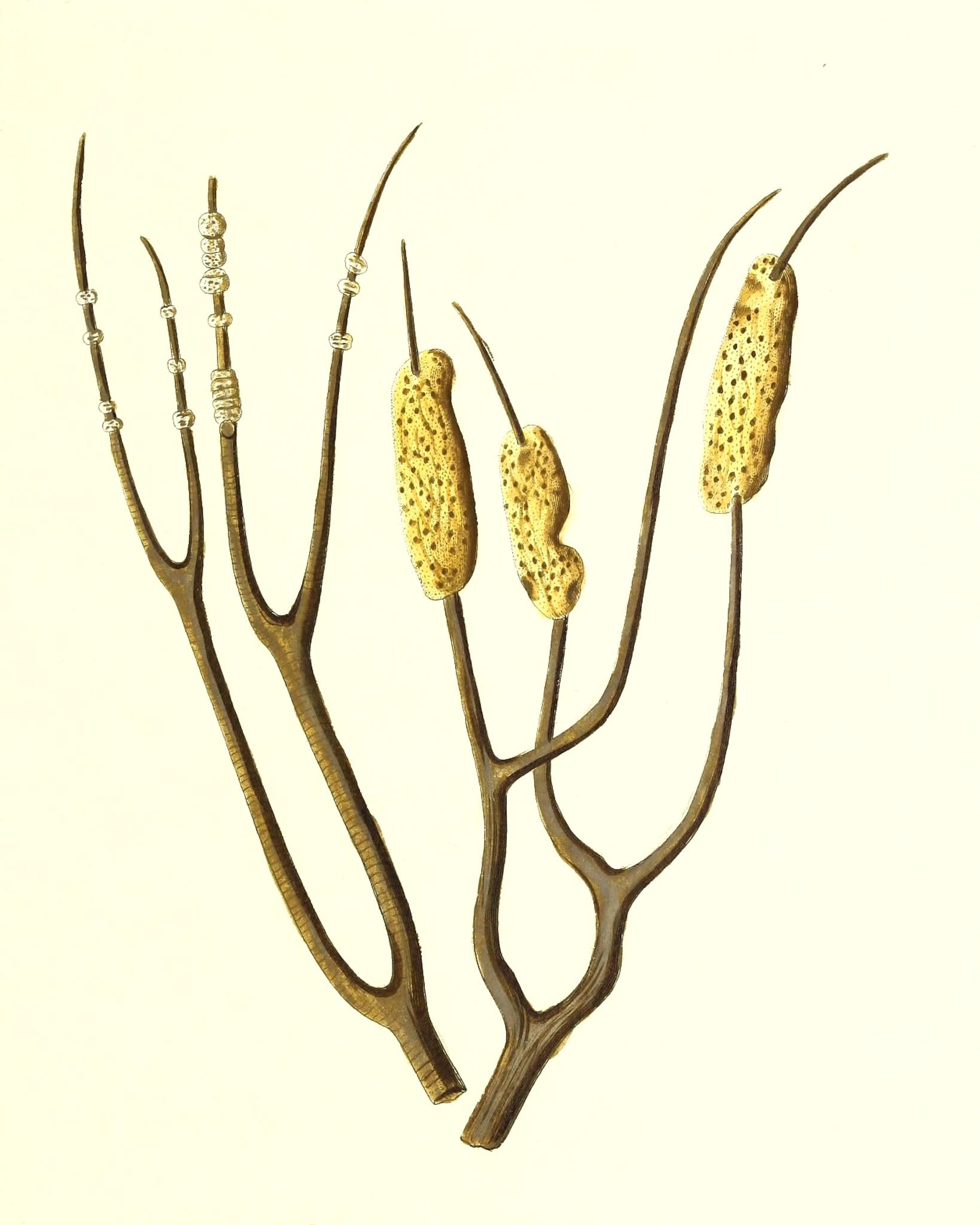 Gorgonia dichotoma