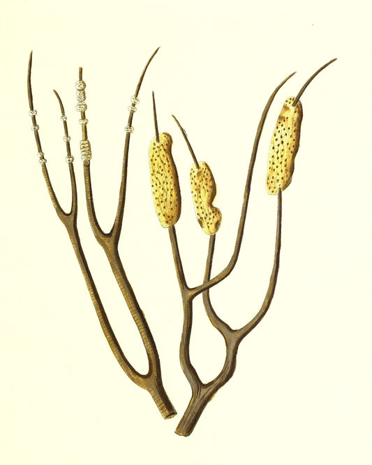 Gorgonia dichotoma