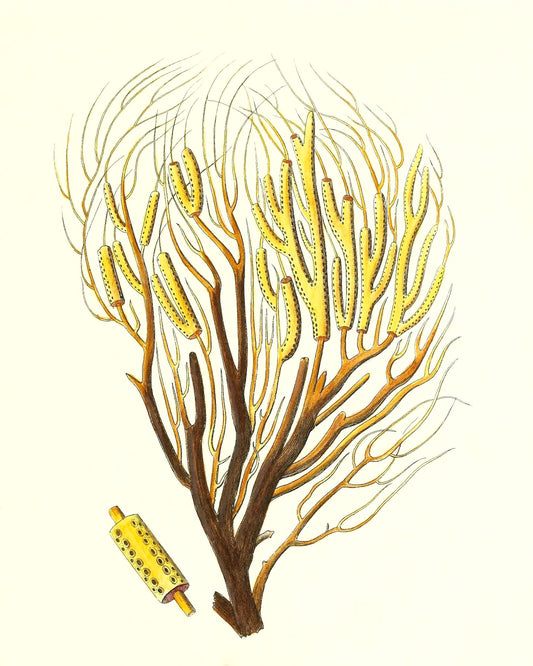 Gorgonia fanguinolenta
