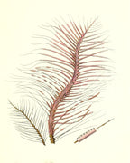 Gorgonia fetofa