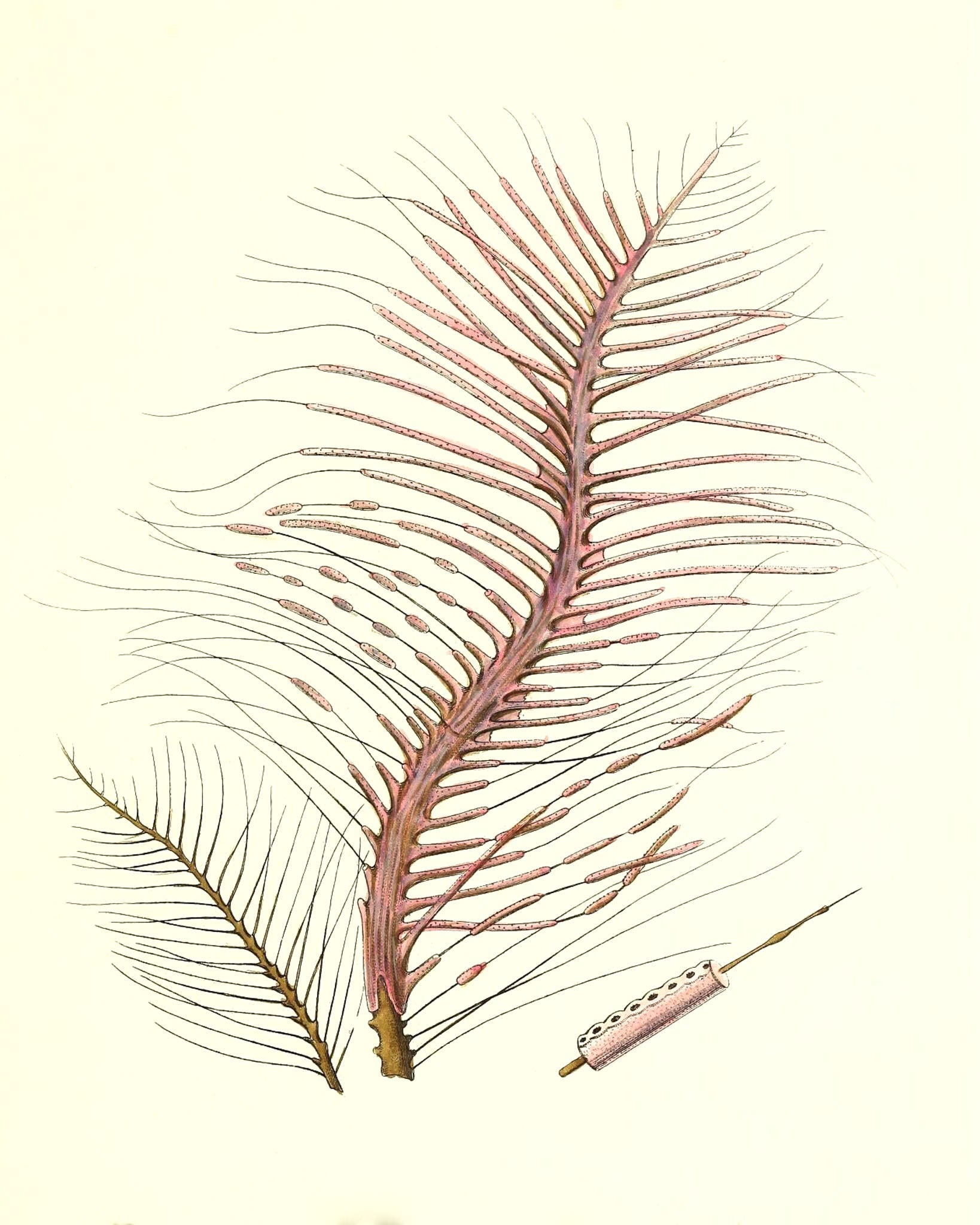 Gorgonia fetofa
