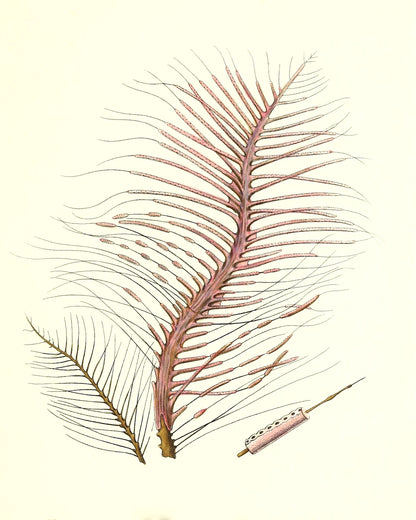 Gorgonia fetofa