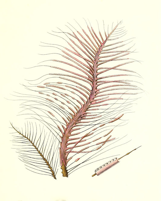 Gorgonia fetofa
