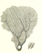 Gorgonia flabellum