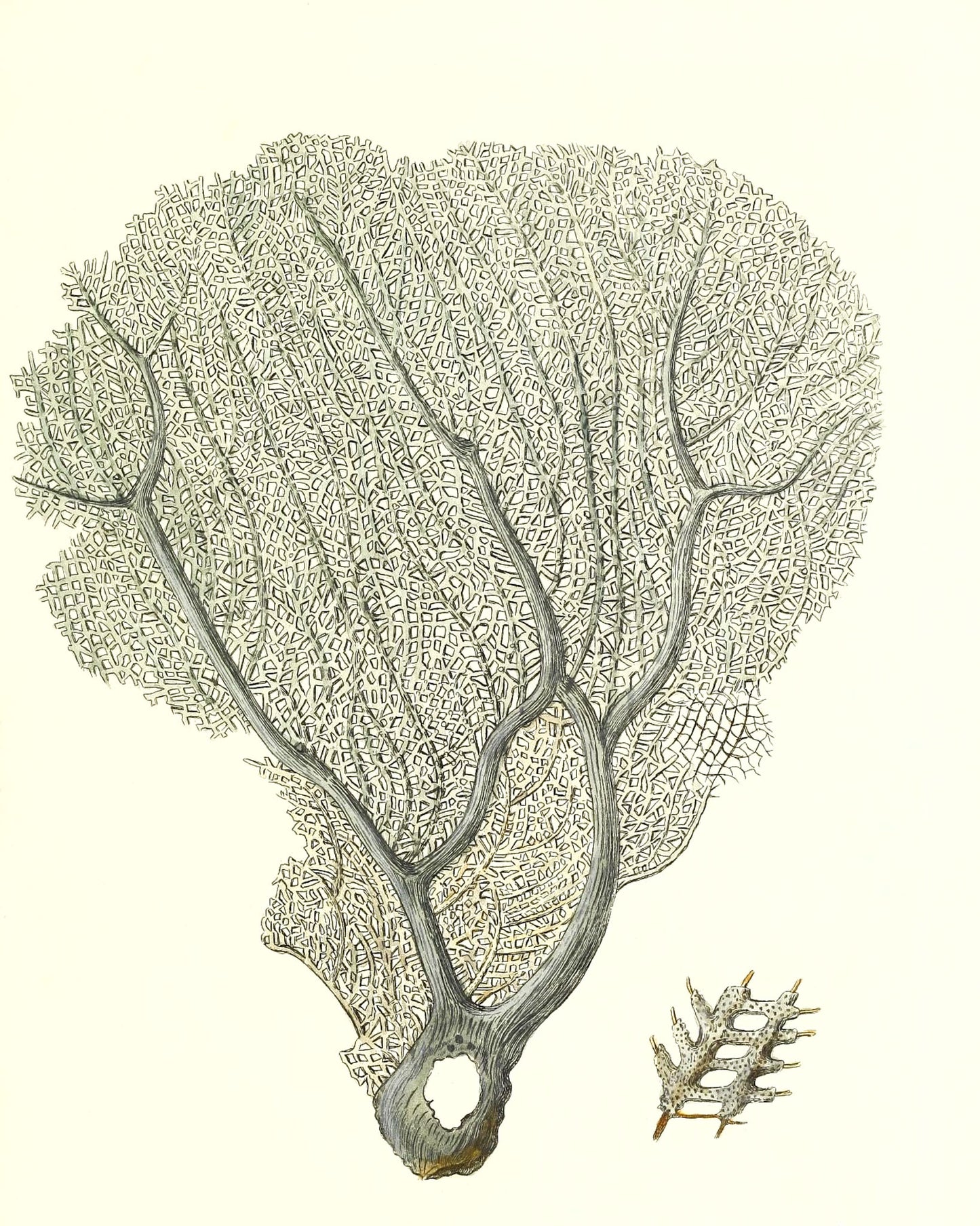 Gorgonia flabellum