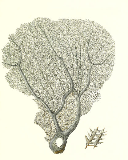 Gorgonia flabellum