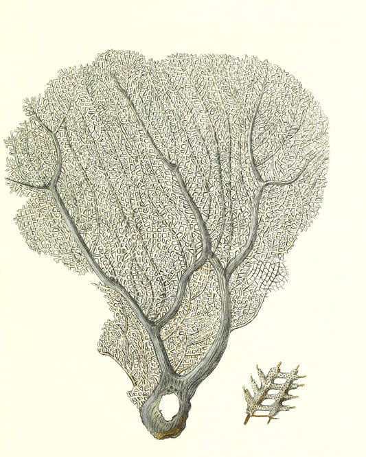 Gorgonia flabellum