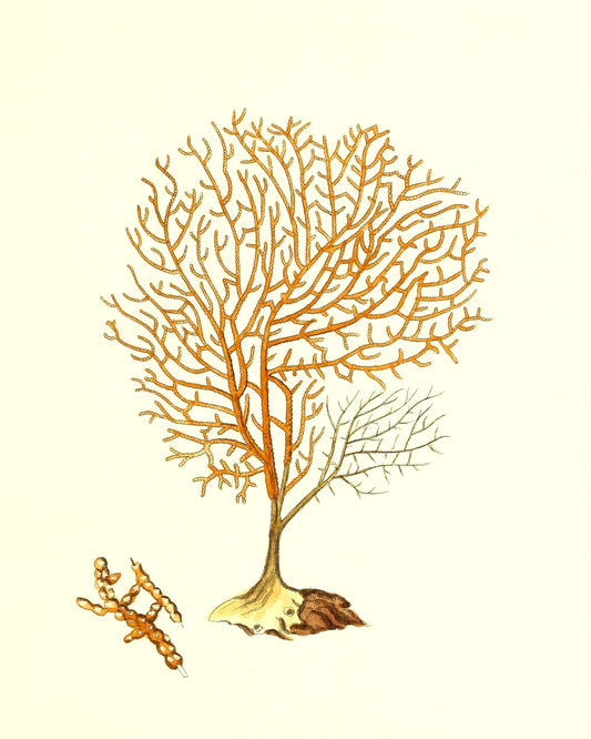 Gorgonia granulata