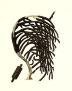 Gorgonia homomalla