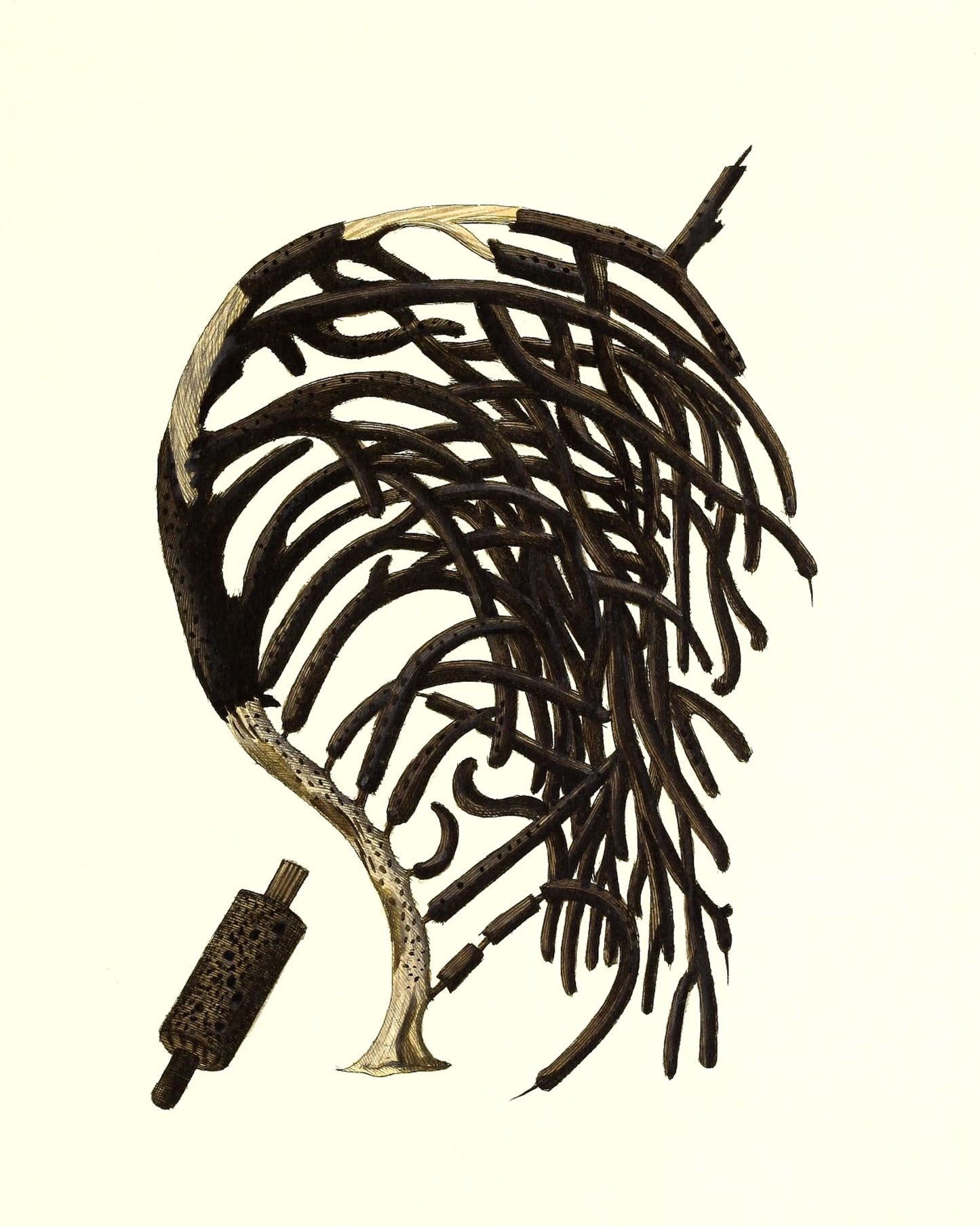 Gorgonia homomalla