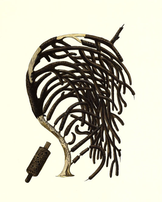 Gorgonia homomalla