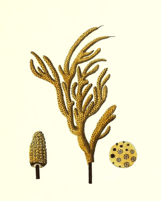 Gorgonia luberola