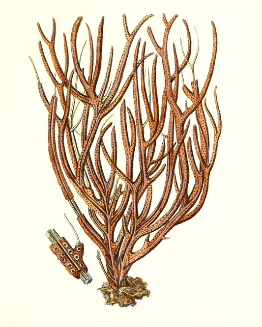 Gorgonia luberola 2