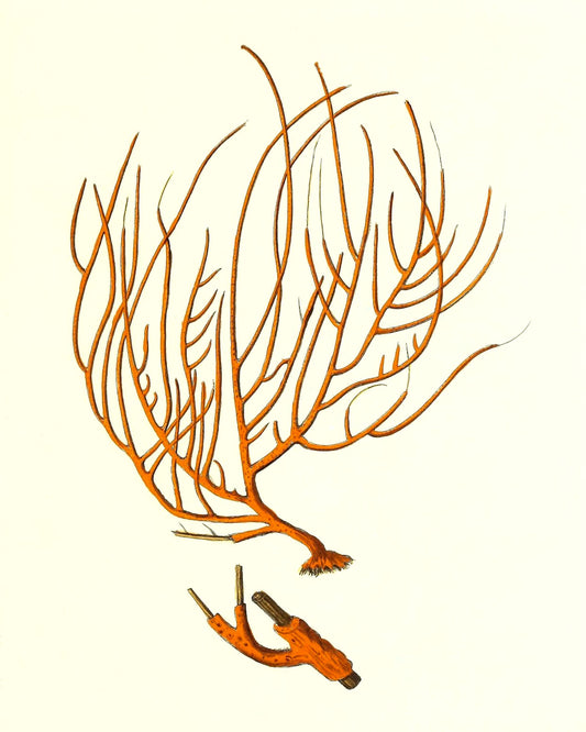 Gorgonia miniacea