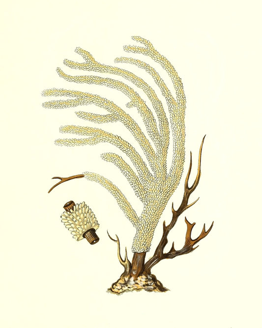 Gorgonia muricata