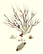 Gorgonia muricata 2