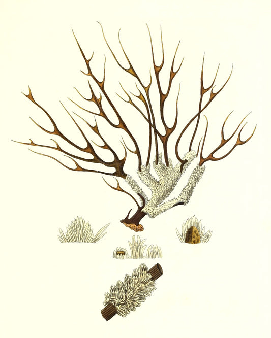 Gorgonia muricata 2