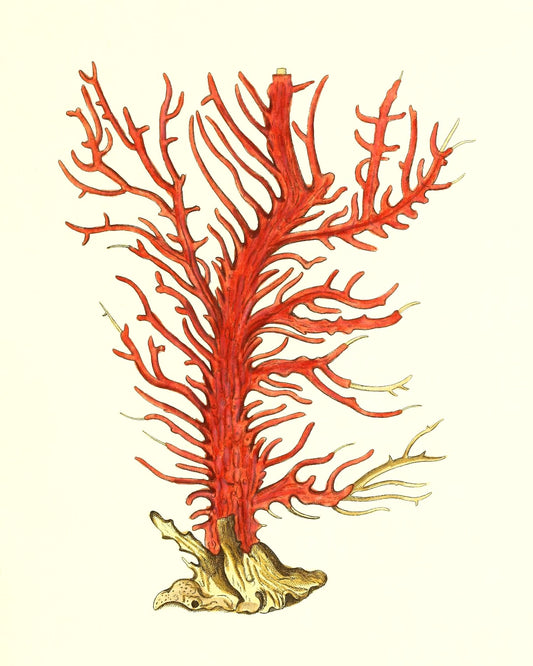 Gorgonia palma