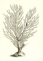 Gorgonia palma